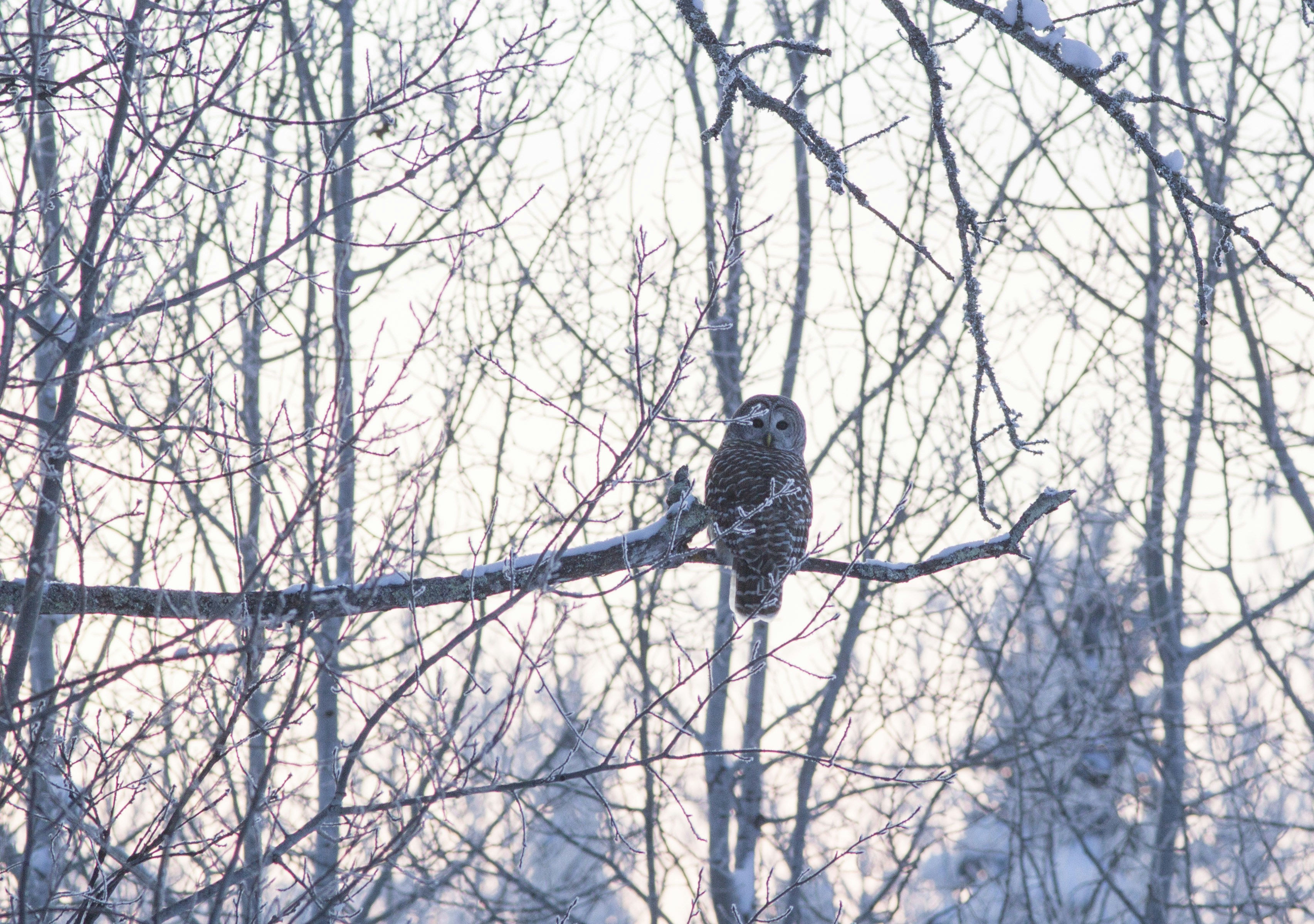 a barred owl scans the snowy woods perched on a limb surrounded by frosted twigs in the cold winter . The night sky makes some branches red.