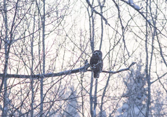a bird perched on a tree branch in the snow