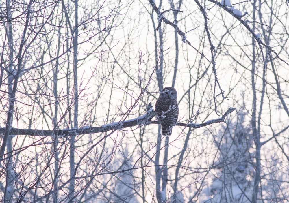 a bird perched on a tree branch in the snow