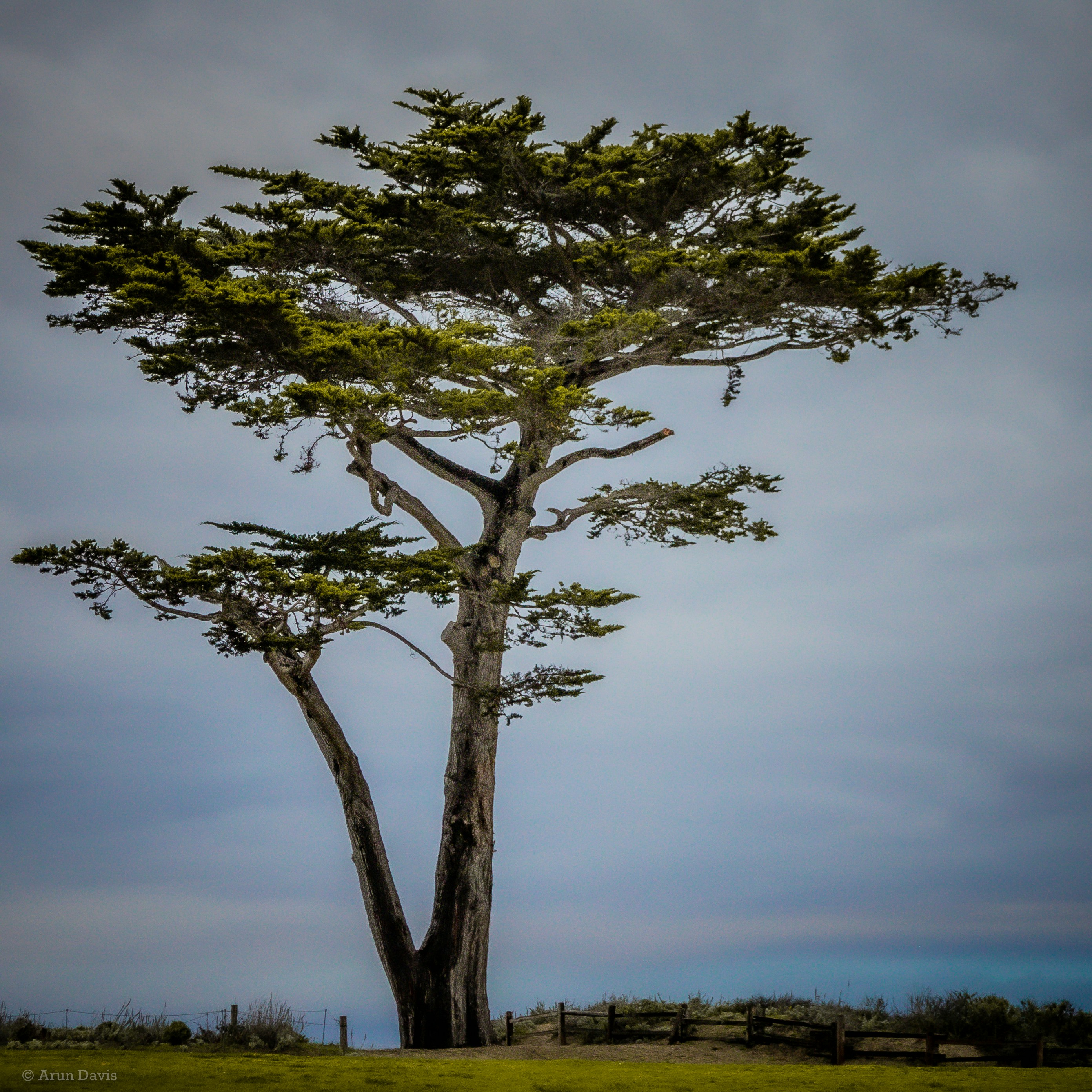 a lone tree stands in a grassy field