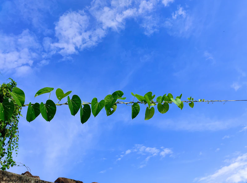 Best Historic and Heritage Hotels in Bilaspur With Real Stories Behind Their Walls