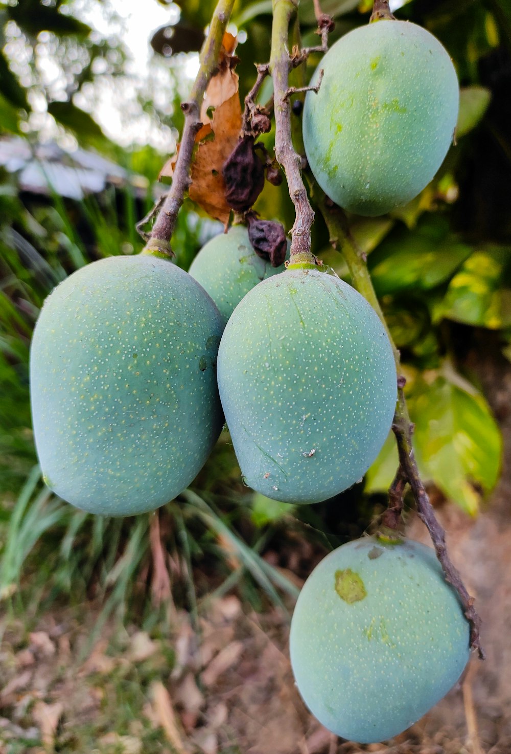 a bunch of green fruit hanging from a tree