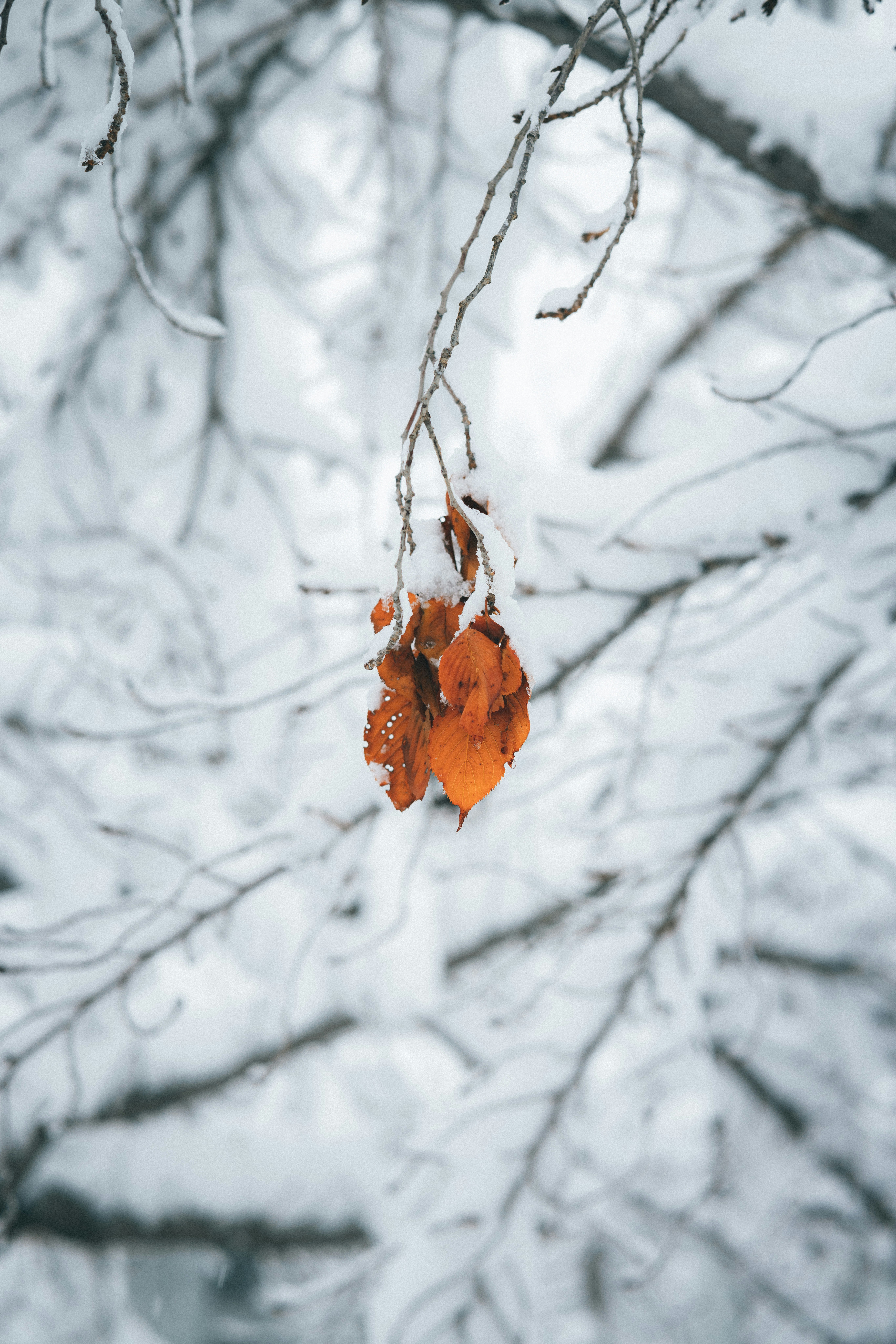 Photo by isaactmitchell