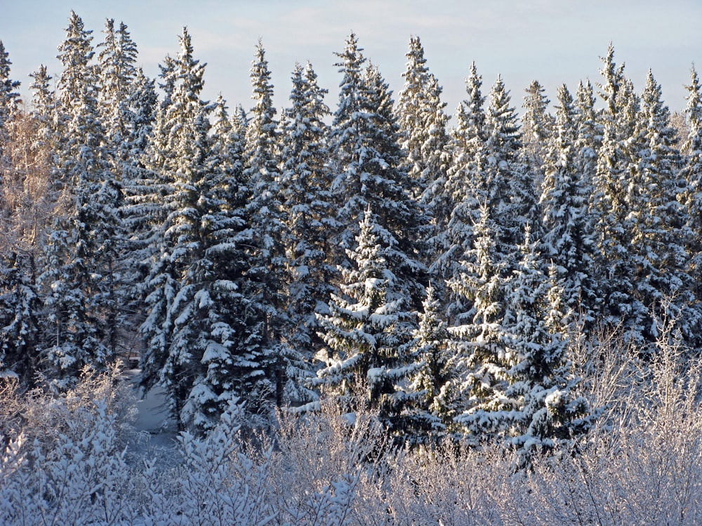 a group of pine trees covered in snow