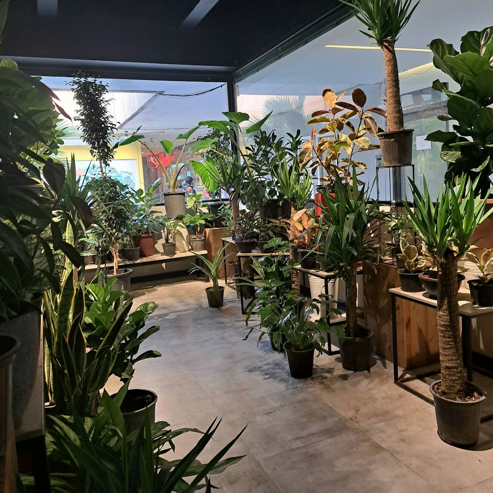 a room filled with lots of potted plants