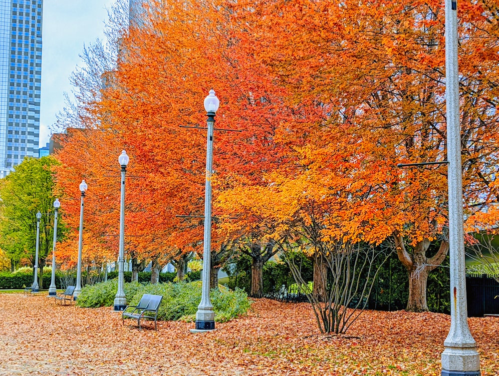 a row of park benches sitting next to trees with orange leaves