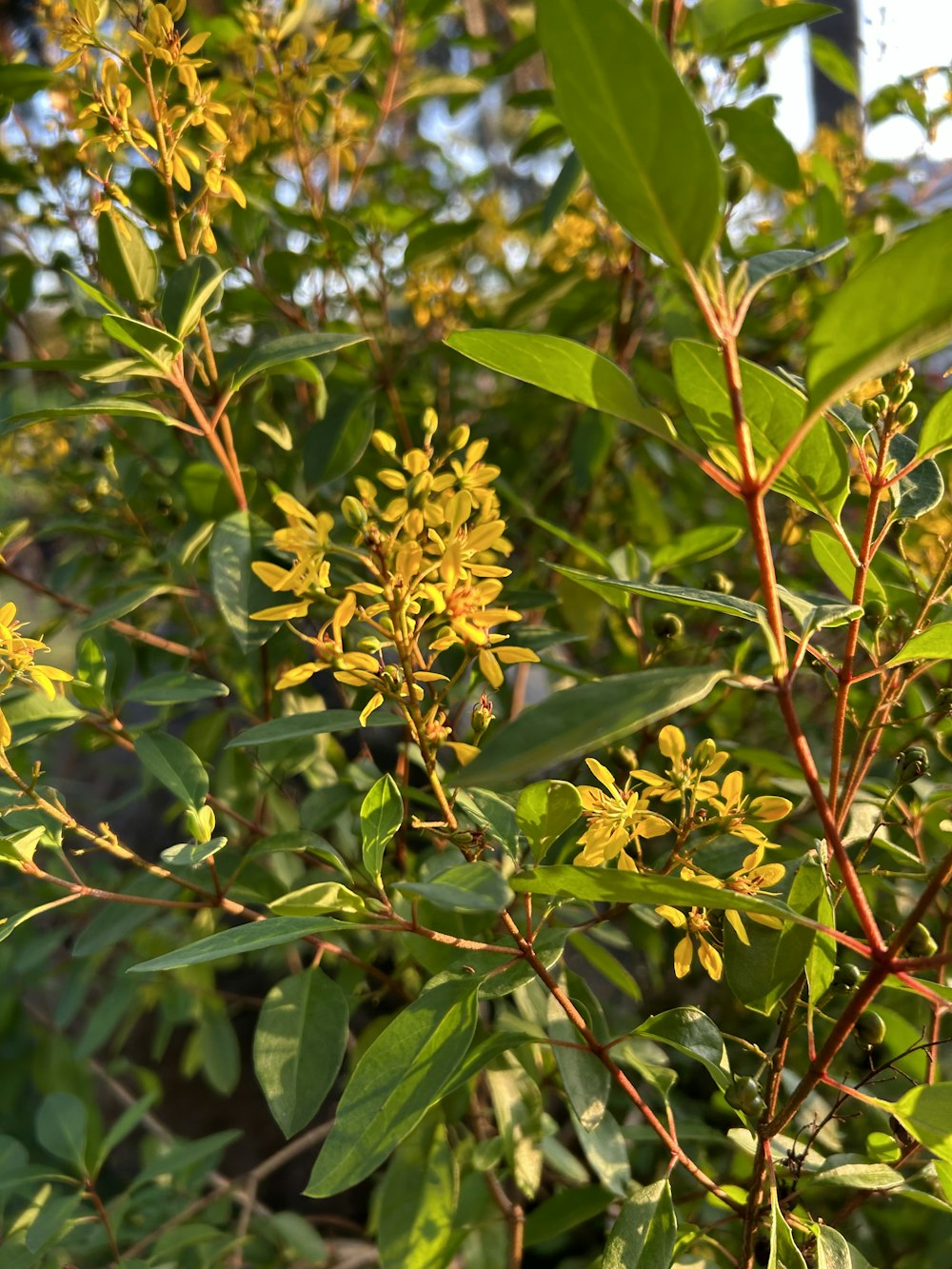 a bush with yellow flowers and green leaves