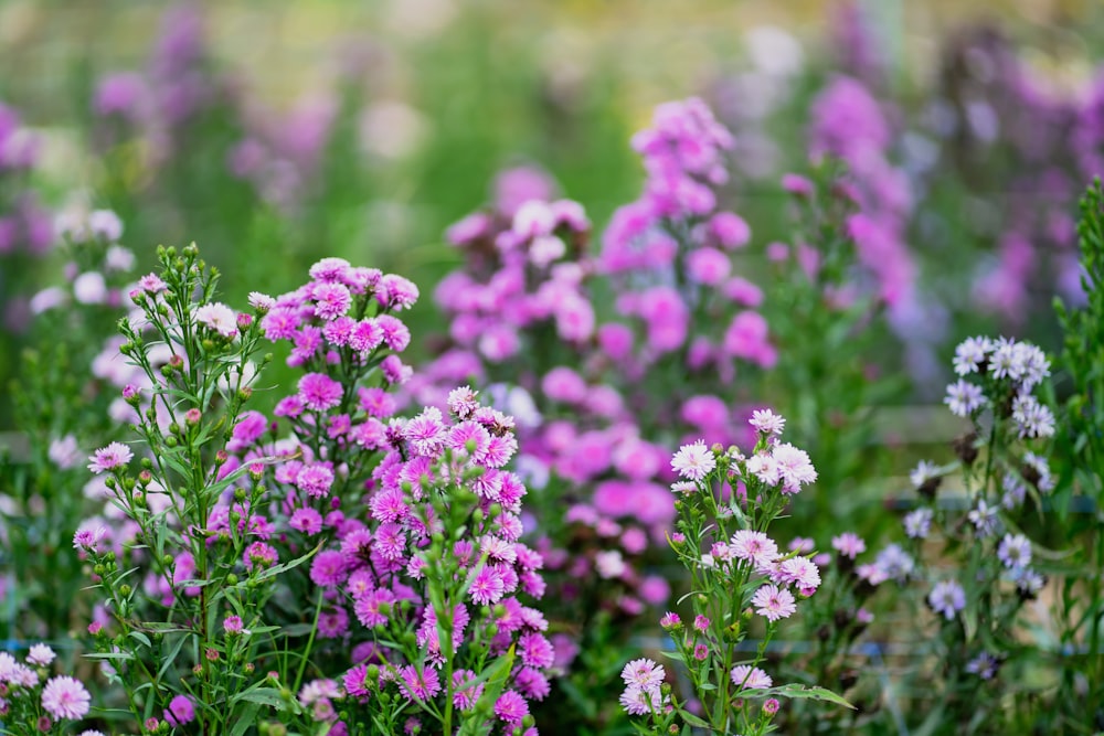 紫と白の花でいっぱいの野原