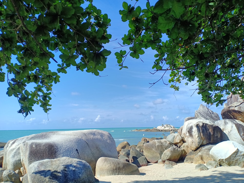Una playa con rocas y agua bajo un árbol