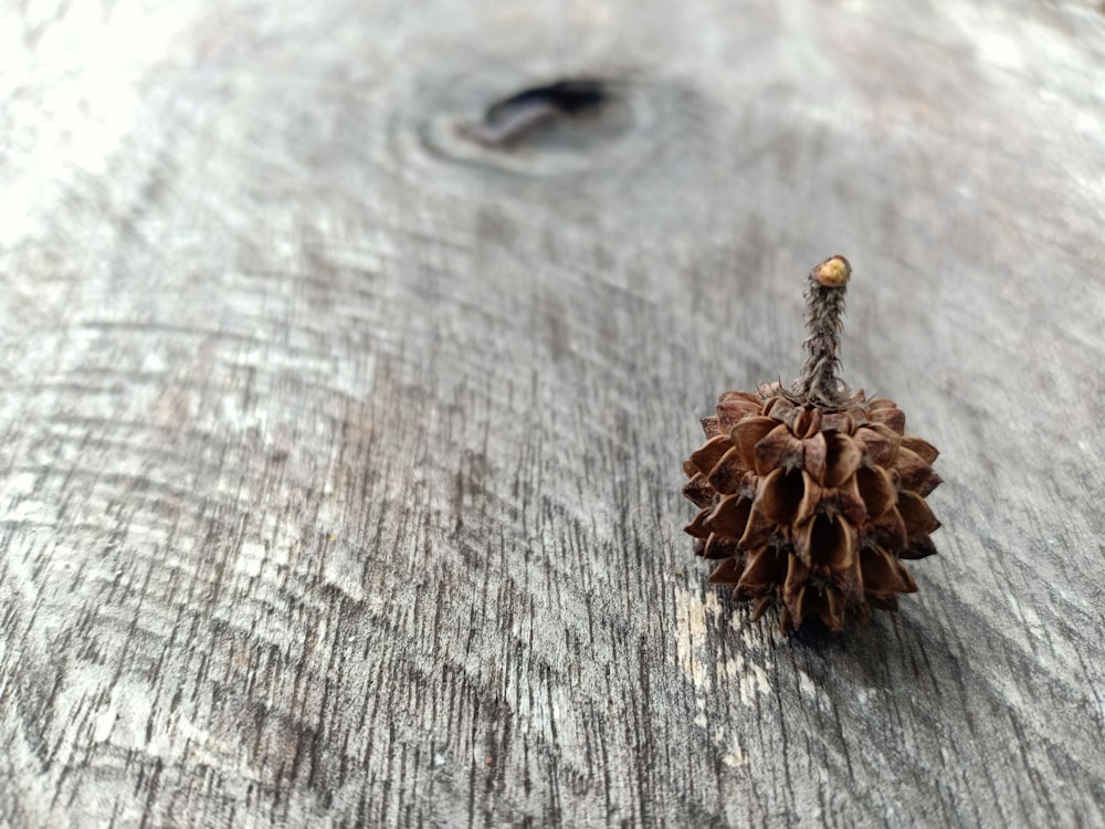 a pine cone on a piece of wood