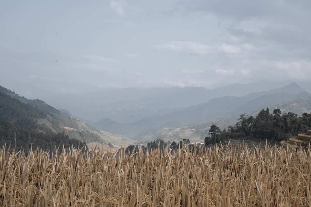 Un champ de blé avec des montagnes en arrière-plan