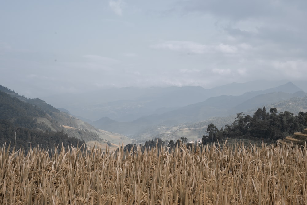 a field of wheat with mountains in the background