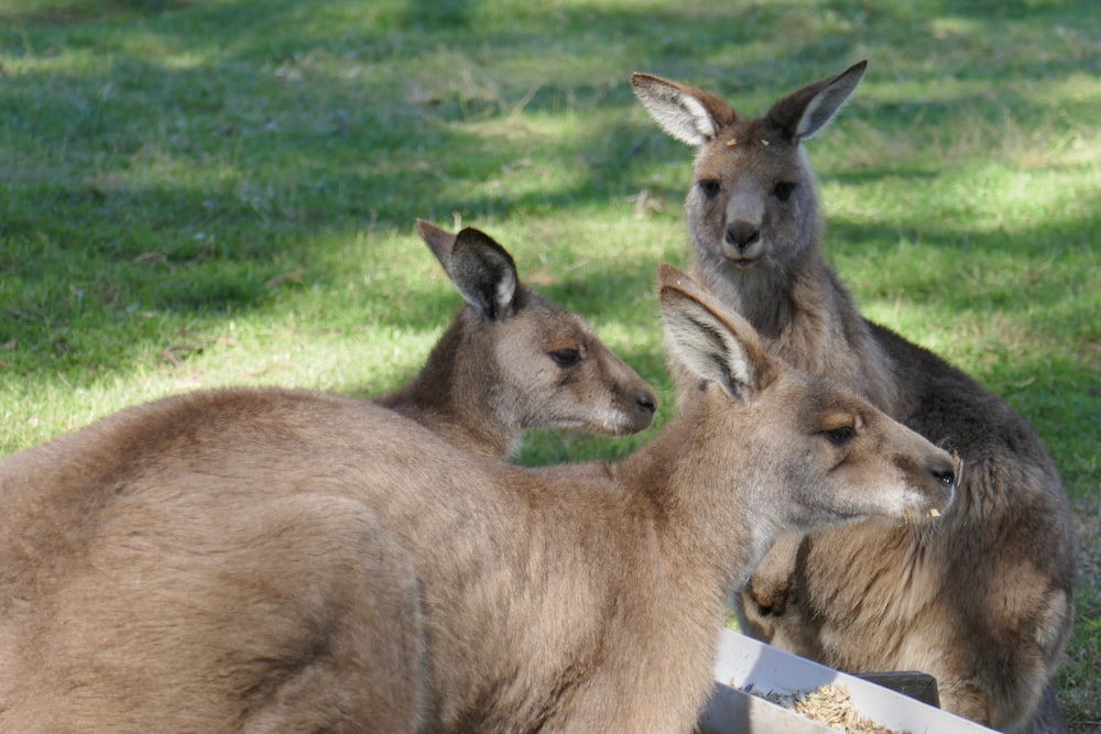 a group of kangaroos eating food out of a trough