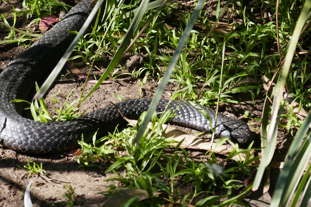 a snake that is laying down in the grass