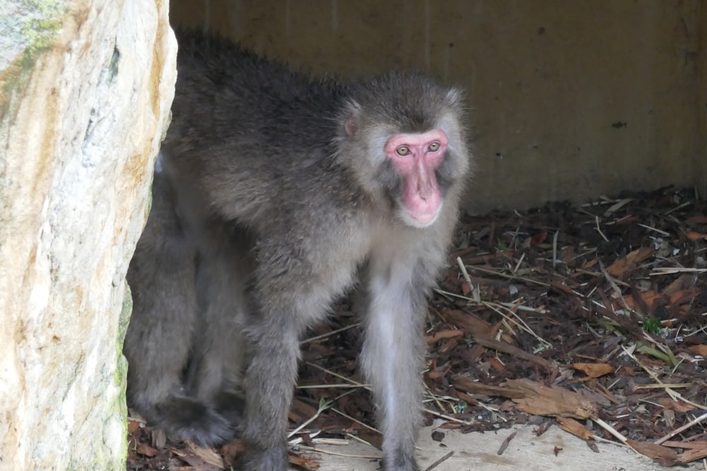 a monkey that is standing in the dirt