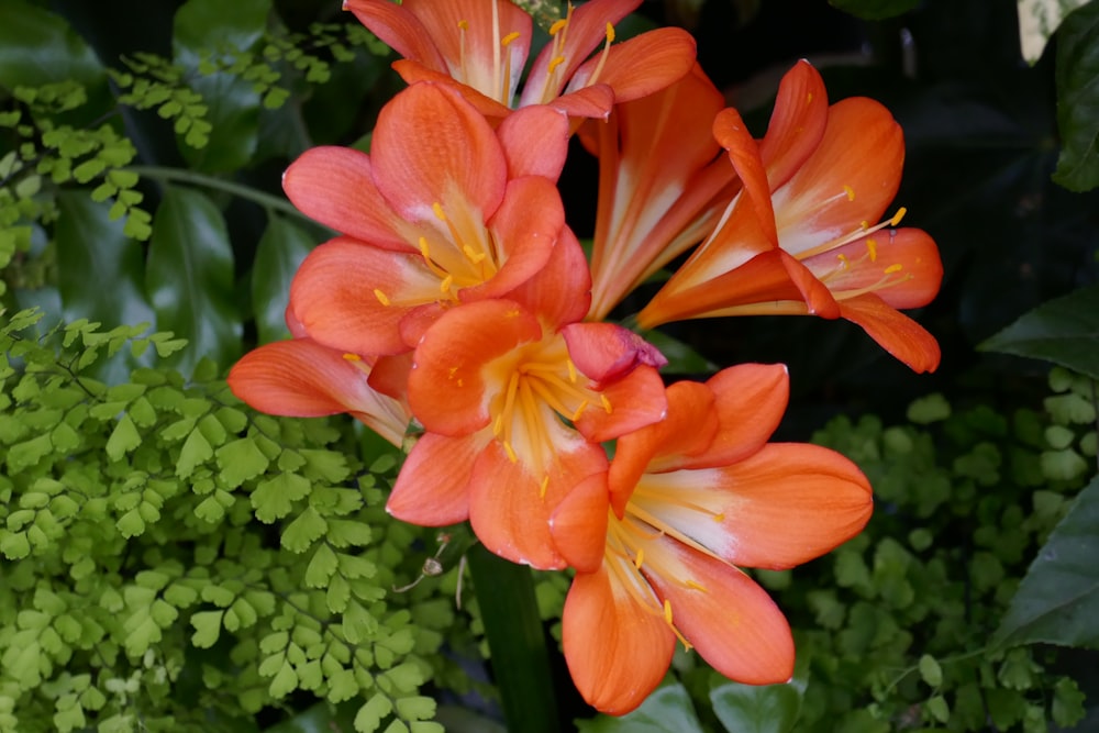 a close up of a bunch of orange flowers