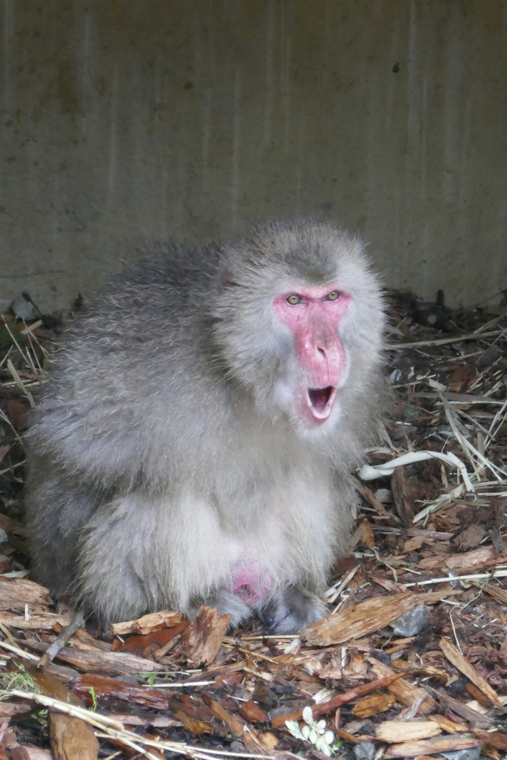 a monkey sitting on the ground with its mouth open