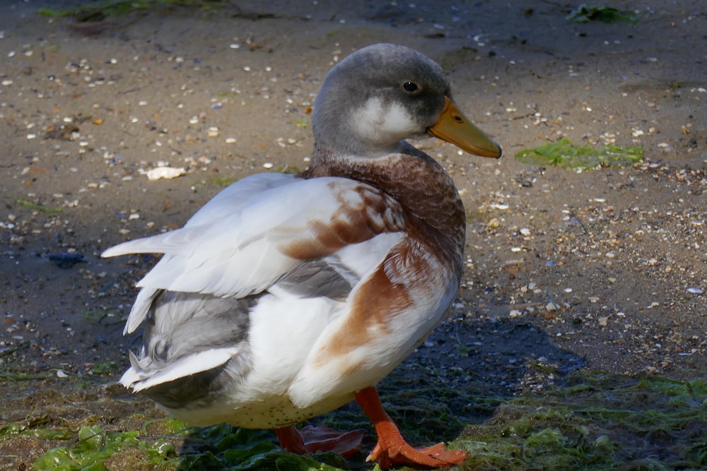 a duck standing on a patch of grass