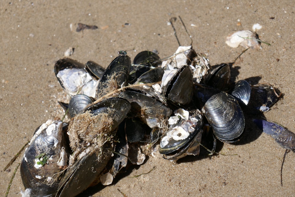 a bunch of clams on the sand on the beach