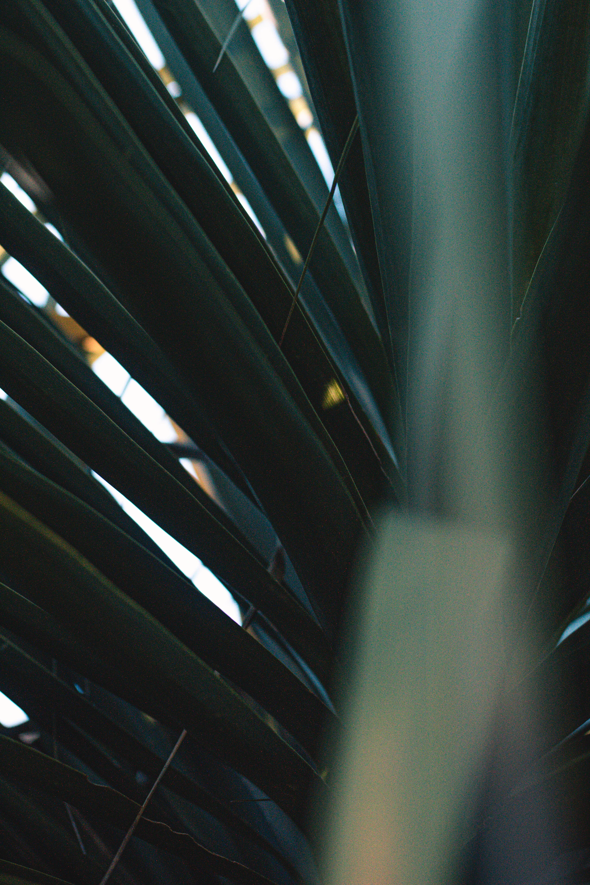 a blurry photo of a palm tree leaves