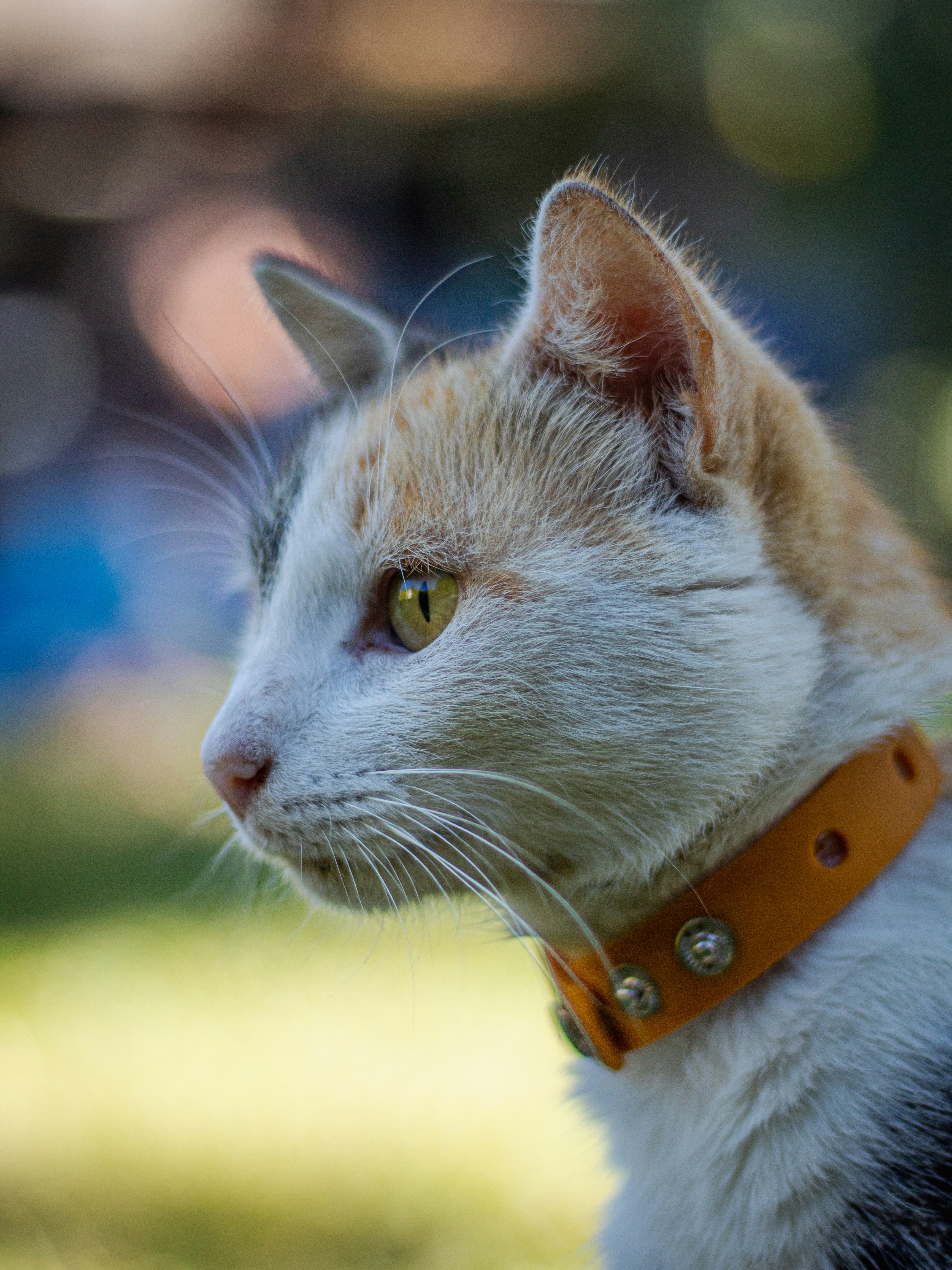 a close up of a cat wearing a collar