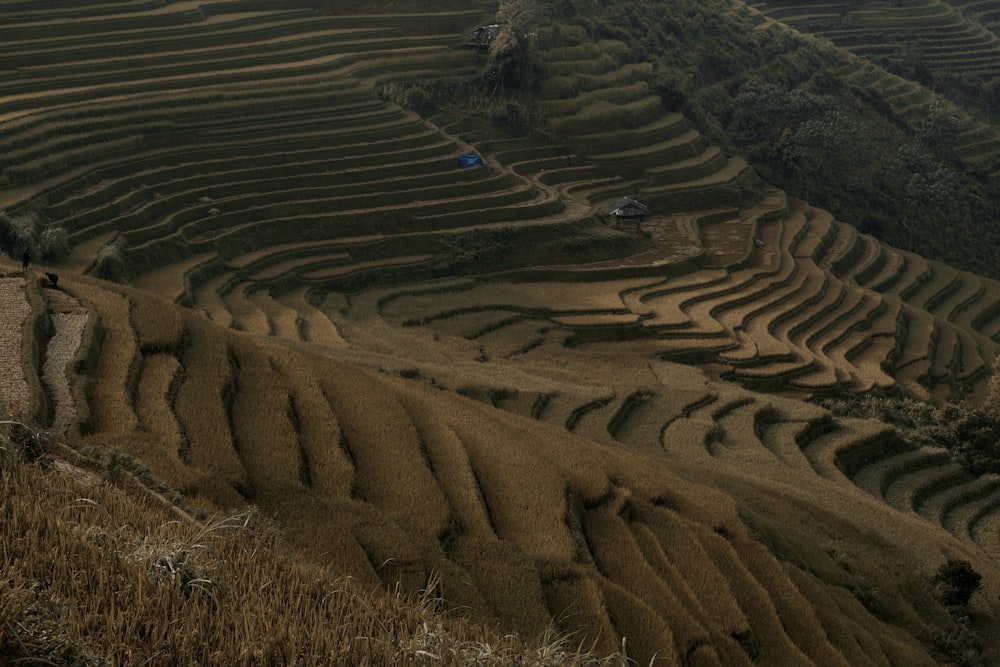 uma vista de um campo de arroz de uma colina