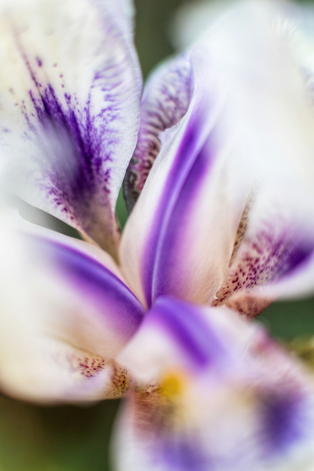 a close up of a purple and white flower