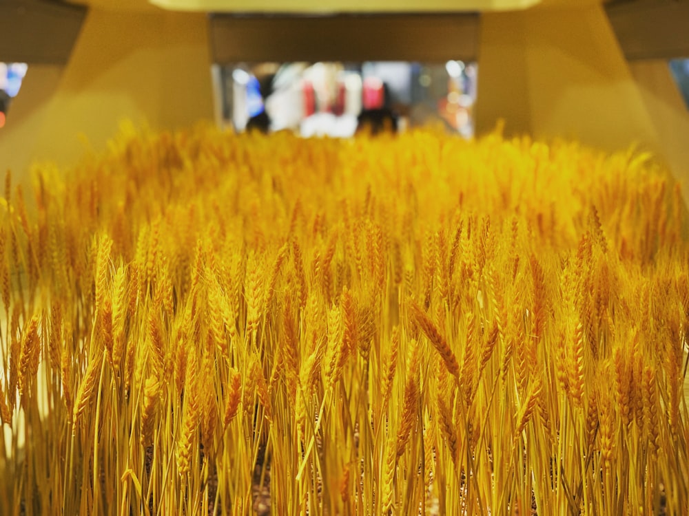 a large field of yellow wheat in a building