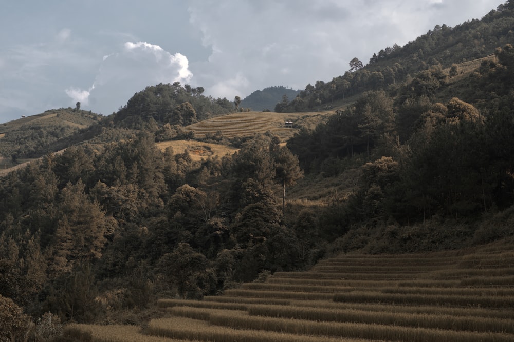 a hill with a lot of trees on top of it