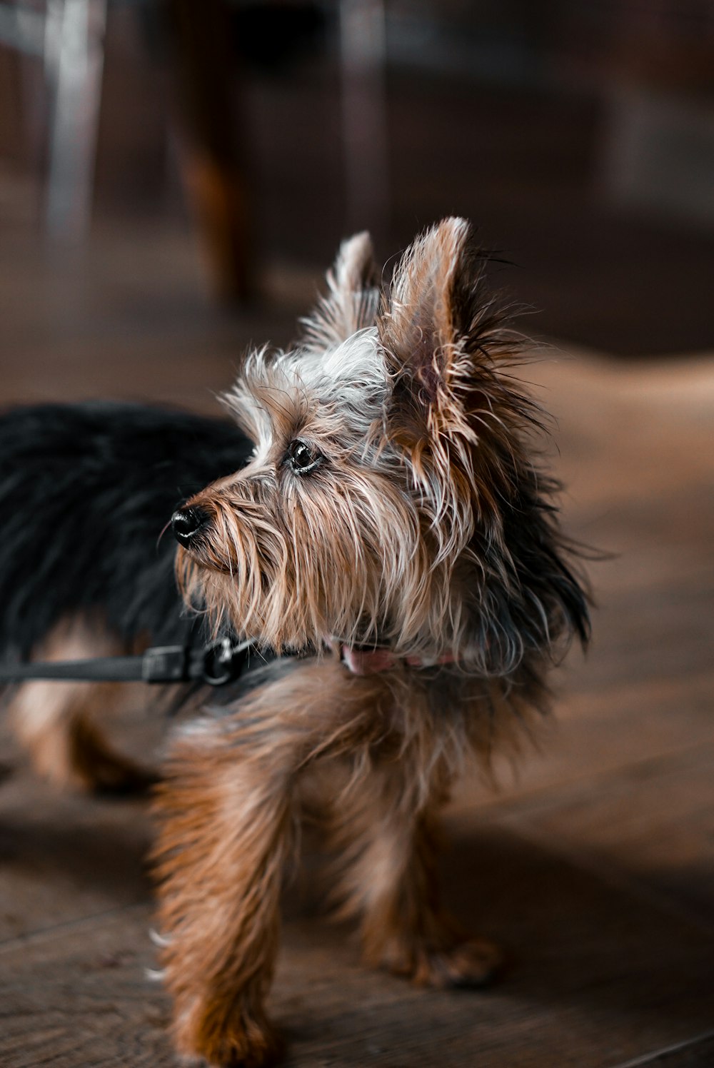 a small brown and black dog on a leash