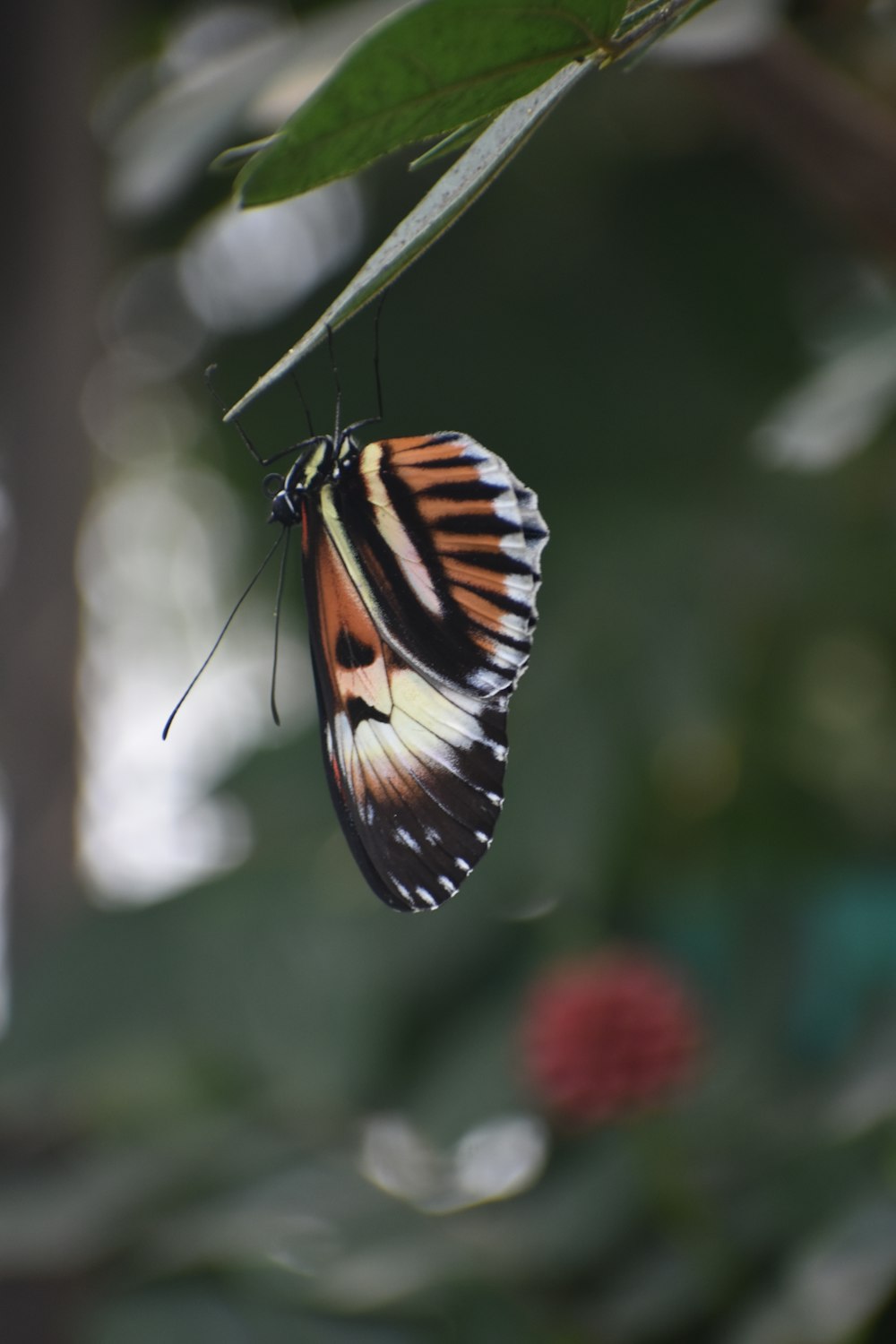 a butterfly hanging upside down on a leaf