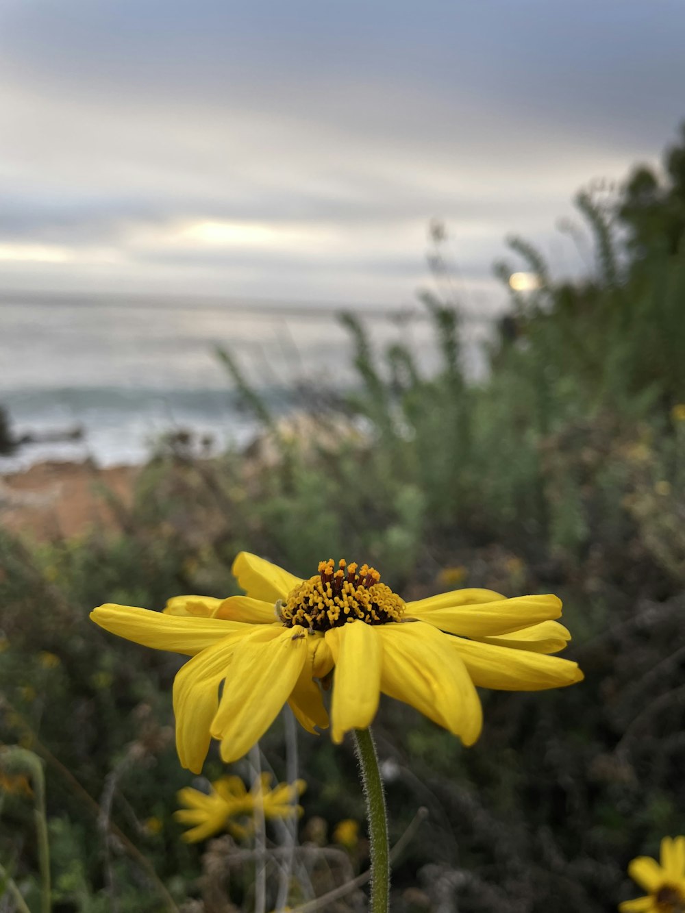 a yellow flower with a view of the ocean in the background