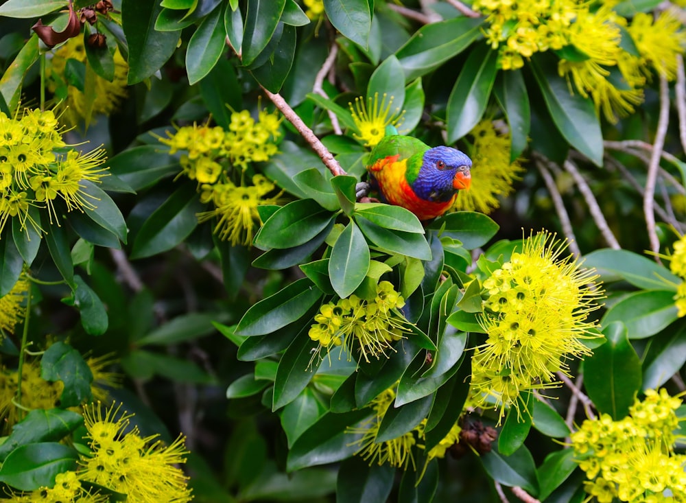a colorful bird sitting on top of a green tree