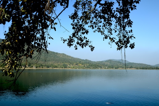 a large body of water surrounded by trees