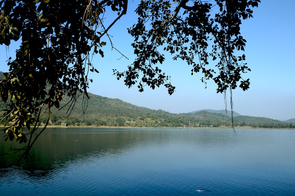 a large body of water surrounded by trees