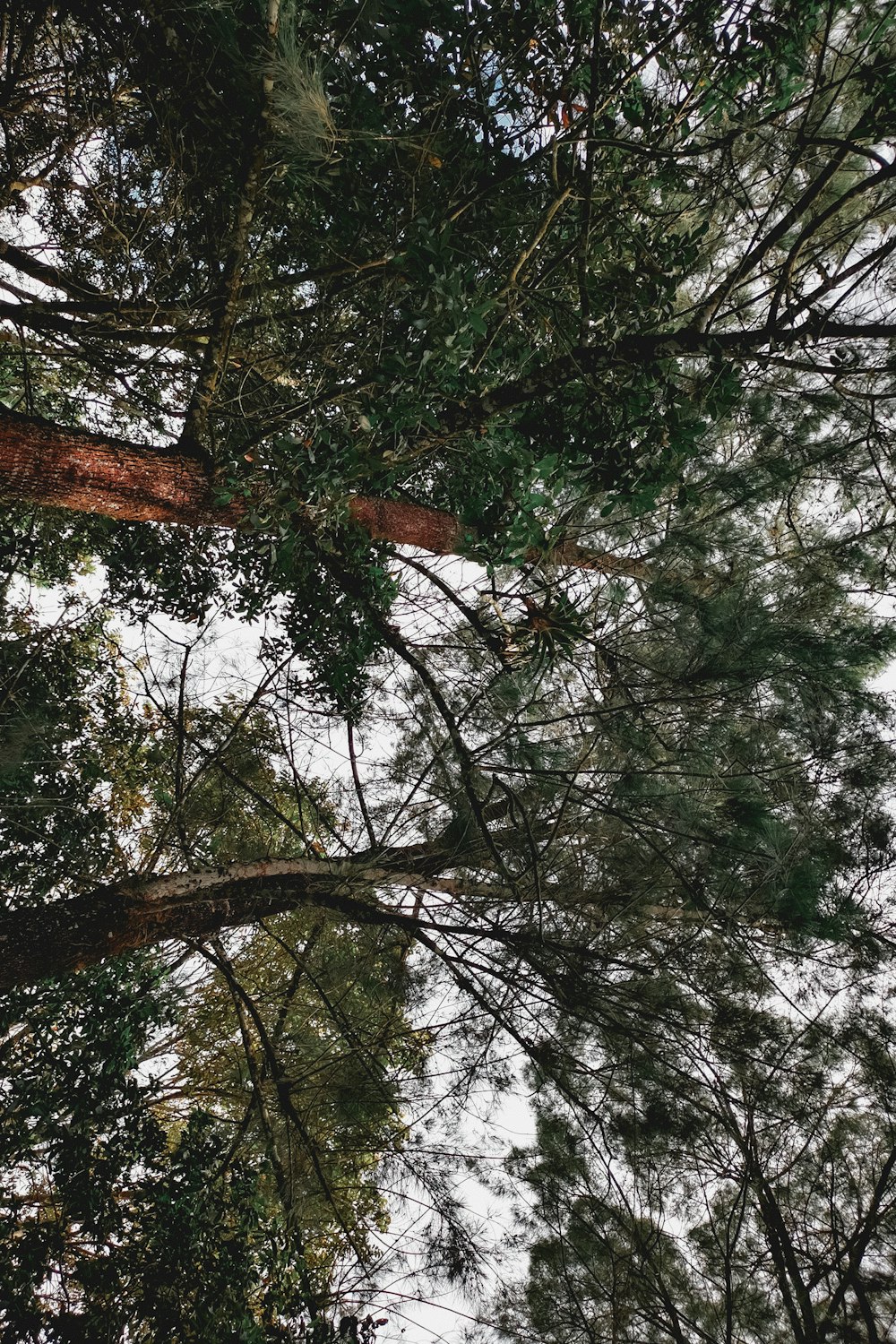 looking up at the tops of tall trees