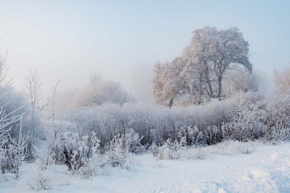 a snow covered field with trees and bushes