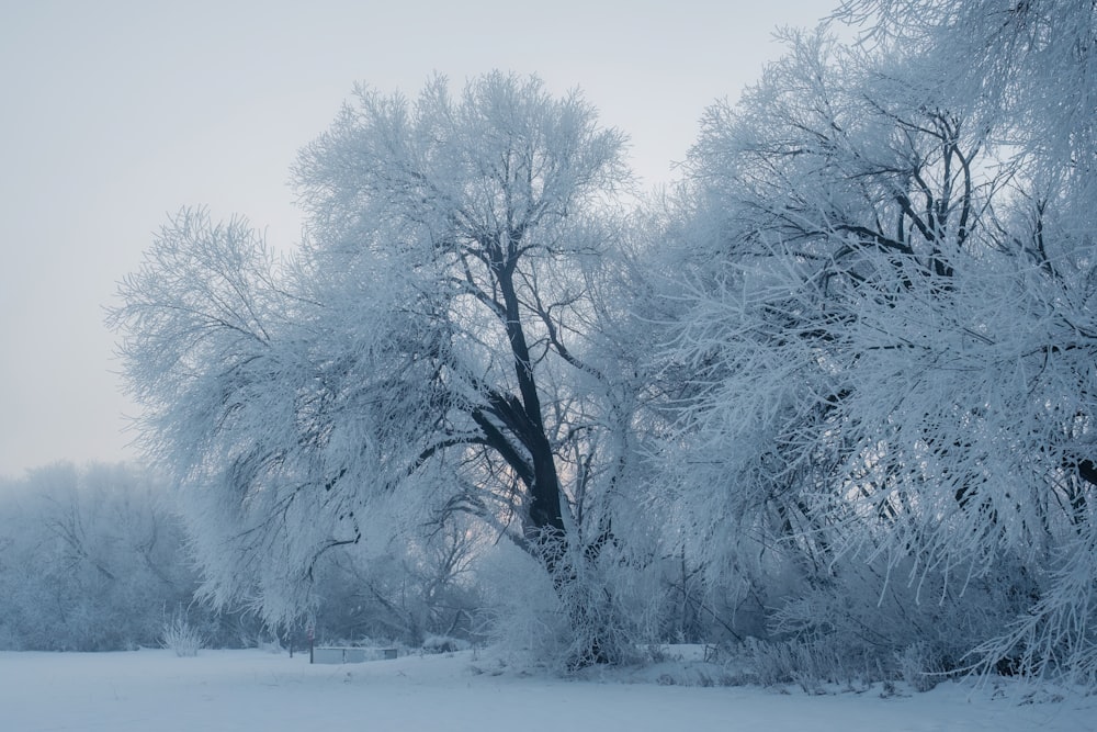 a snow covered field with trees and bushes