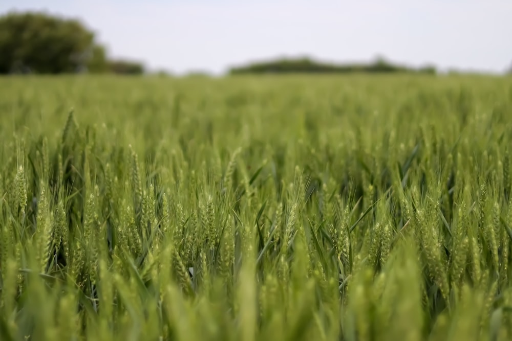 a field of green grass with trees in the background