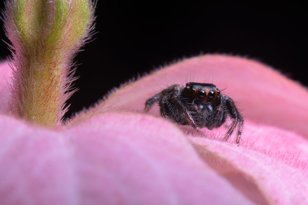 a close up of a spider on a flower