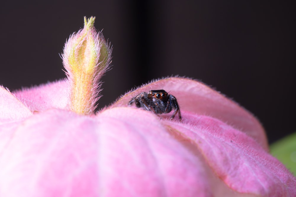 a close up of a flower with a bug on it