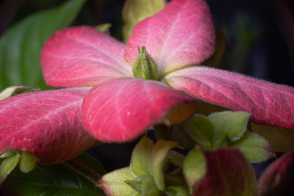 a close up of a pink flower with green leaves