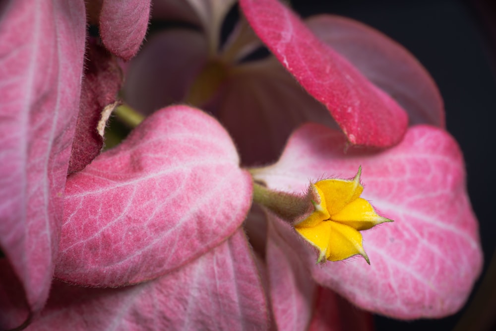 a close up of a pink and yellow flower