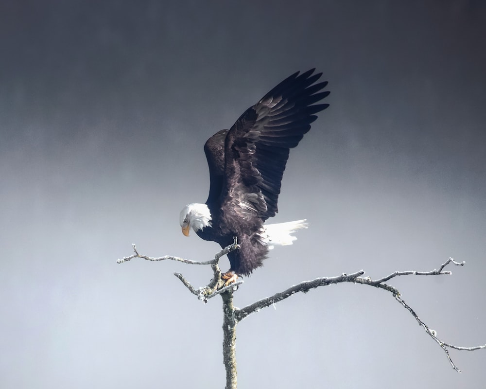 a bald eagle sitting on top of a tree branch