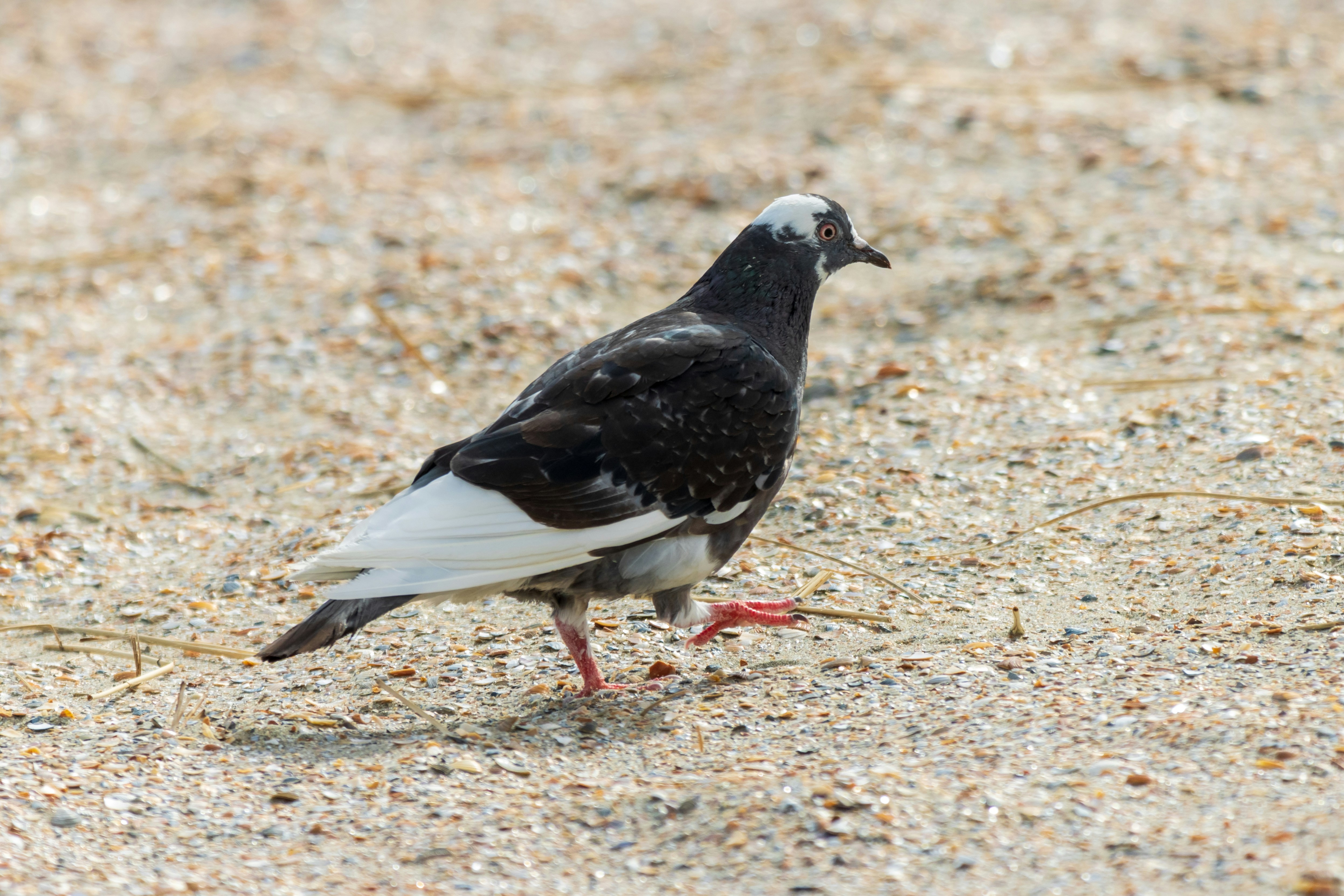 Photo by mechaowlstudios