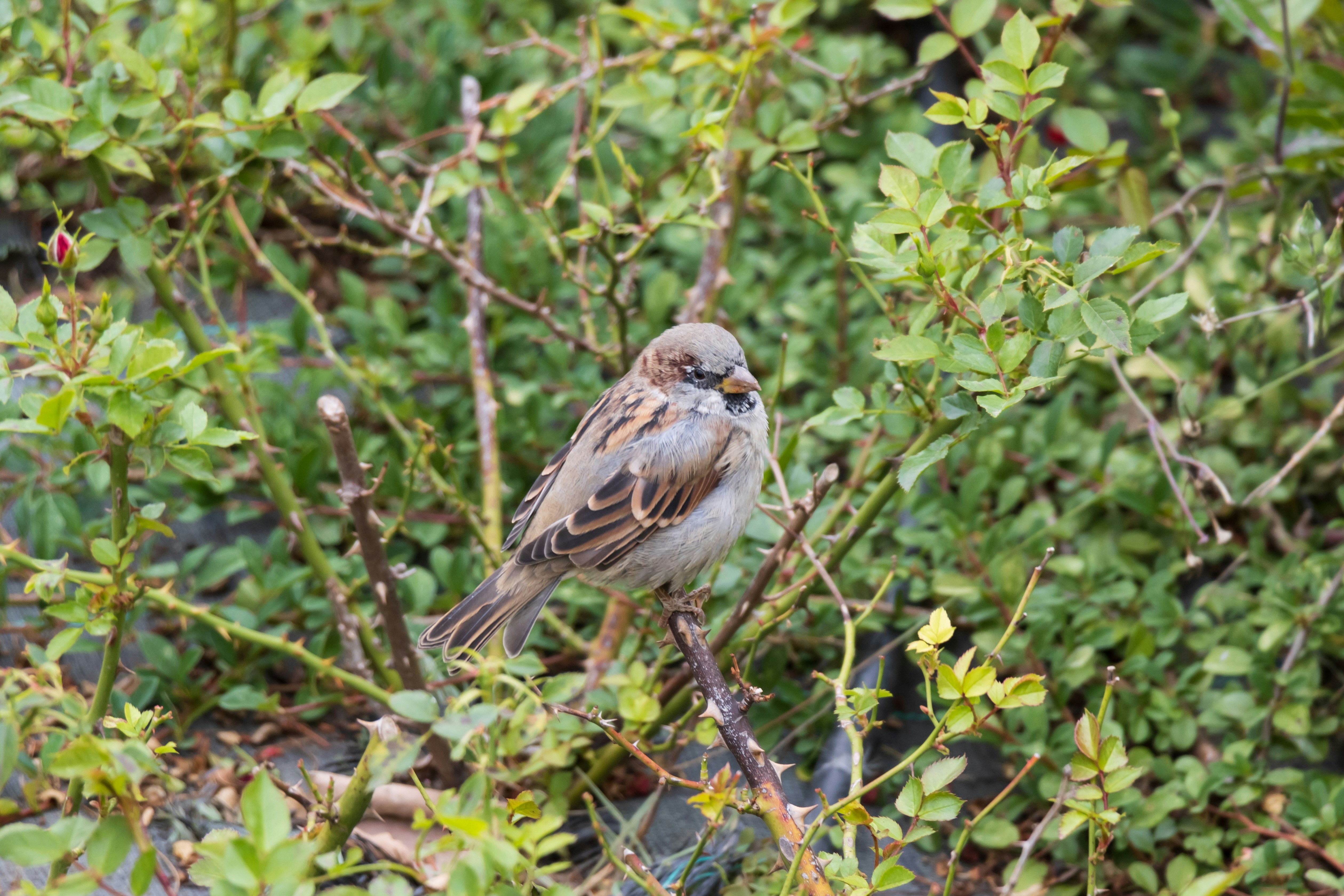 Photo by mechaowlstudios