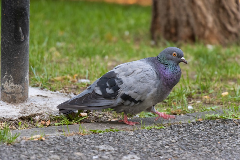 a pigeon sitting on the ground next to a pole