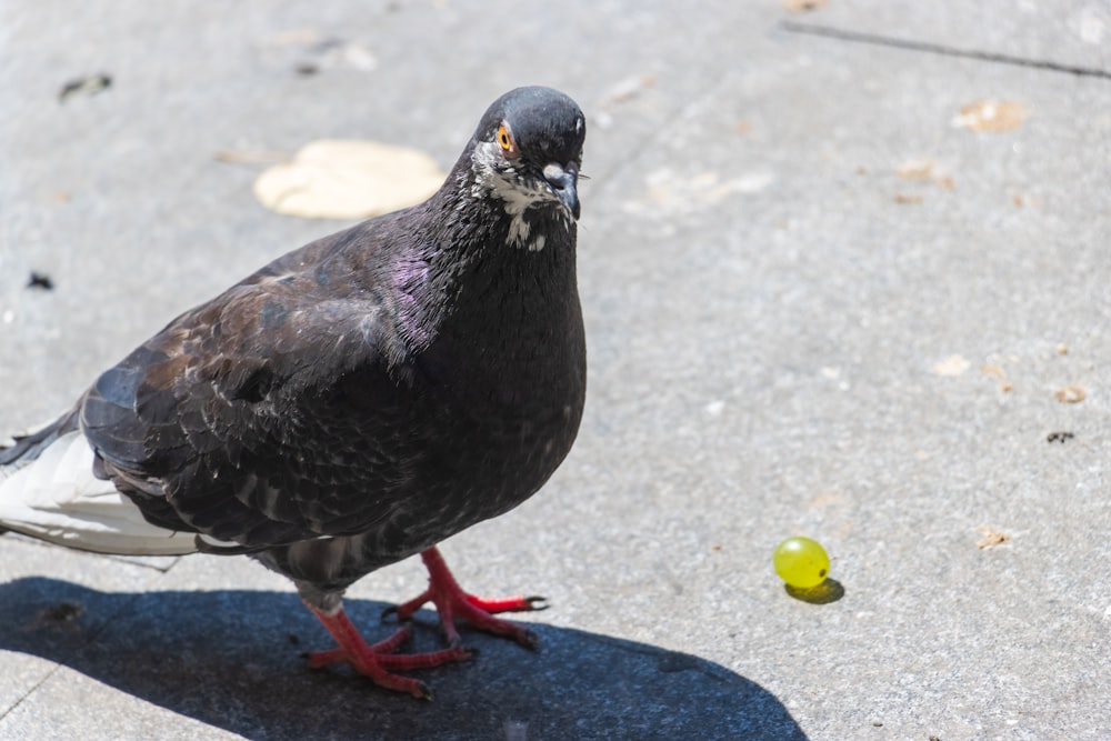 a pigeon standing on a sidewalk next to a ball