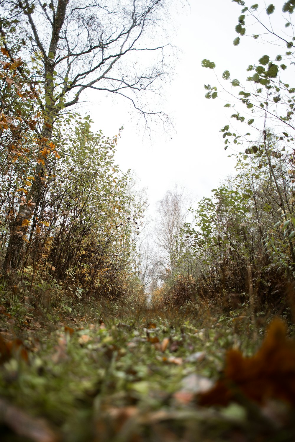 a path in the woods with lots of leaves on the ground