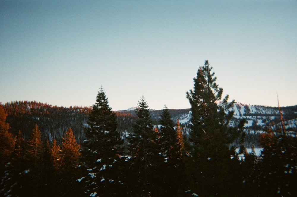 a view of a mountain with trees in the foreground